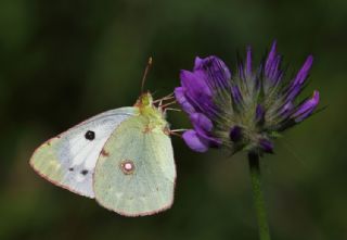 Sar Azamet (Colias croceus)