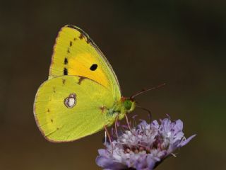 Sar Azamet (Colias croceus)