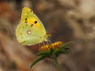 Sar Azamet (Colias croceus)