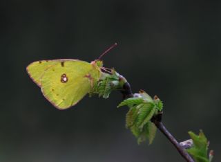 Sar Azamet (Colias croceus)