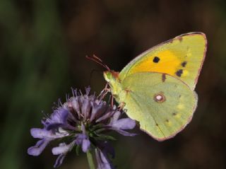 Sar Azamet (Colias croceus)