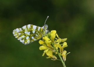 Da Oykls (Euchloe ausonia)