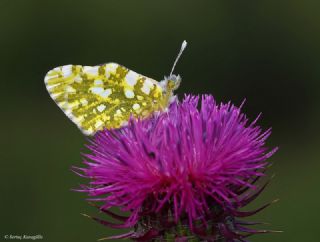 Da Oykls (Euchloe ausonia)