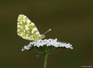 Da Oykls (Euchloe ausonia)