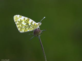 Da Oykls (Euchloe ausonia)