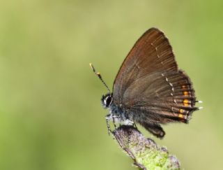 Byk Sevbeni (Satyrium ilicis)