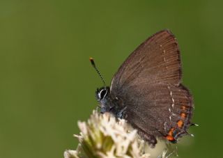 Byk Sevbeni (Satyrium ilicis)