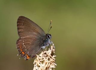 Byk Sevbeni (Satyrium ilicis)