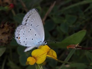 Fransz Everesi (Cupido alcetas)