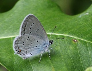 Fransz Everesi (Cupido alcetas)