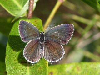 Fransz Everesi (Cupido alcetas)