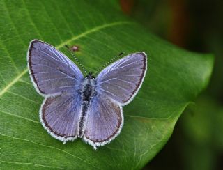 Fransz Everesi (Cupido alcetas)