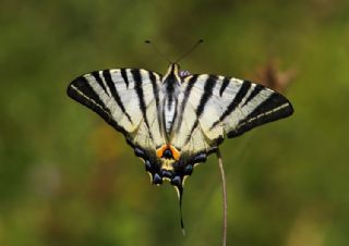 Erik Krlangkuyruk (Iphiclides podalirius)