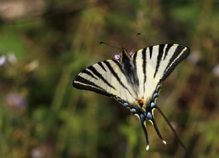 Erik Krlangkuyruk (Iphiclides podalirius)