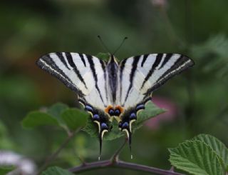 Erik Krlangkuyruk (Iphiclides podalirius)