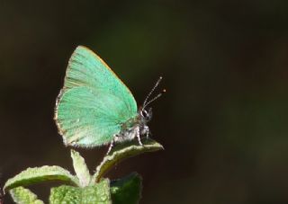 Zmrt (Callophrys rubi)