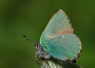 Zmrt (Callophrys rubi)