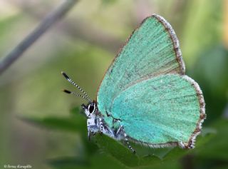 Zmrt (Callophrys rubi)