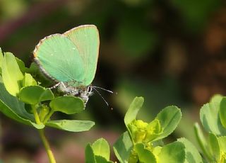 Zmrt (Callophrys rubi)