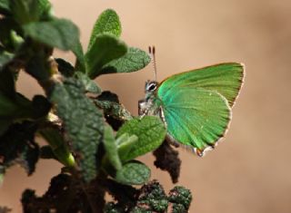 Zmrt (Callophrys rubi)