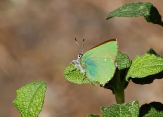 Zmrt (Callophrys rubi)