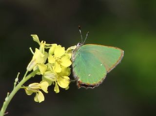 Zmrt (Callophrys rubi)