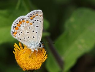 okgzl Meneke Mavisi (Polyommatus thersites)