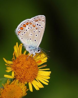 okgzl Meneke Mavisi (Polyommatus thersites)