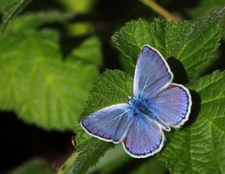 okgzl Meneke Mavisi (Polyommatus thersites)