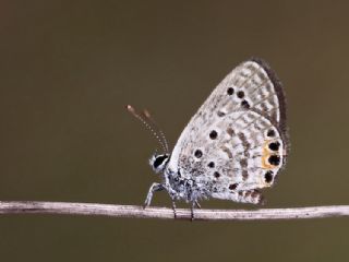 Mcevher Kelebei (Chilades trochylus)