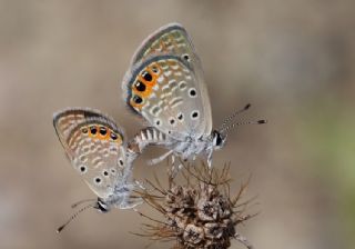 Mcevher Kelebei (Chilades trochylus)