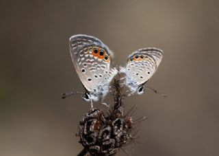 Mcevher Kelebei (Chilades trochylus)