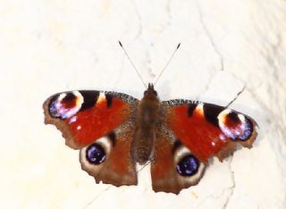 Tavus Kelebe�i&nbsp;(Inachis&nbsp;io)