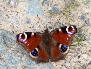 Tavus Kelebe�i&nbsp;(Inachis&nbsp;io)