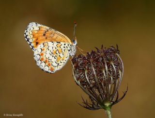 Benekli Byk parhan (Melitaea phoebe)