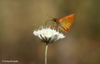 Orman Zpzp (Ochlodes sylvanus)