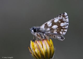 Kzl Zpzp (Spialia orbifer)