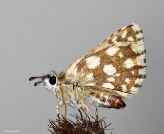 Kzl Zpzp (Spialia orbifer)