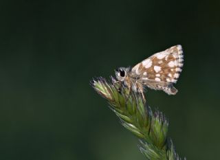 Kzl Zpzp (Spialia orbifer)