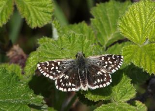 Ebegmeci Zpzp (Pyrgus malvae)