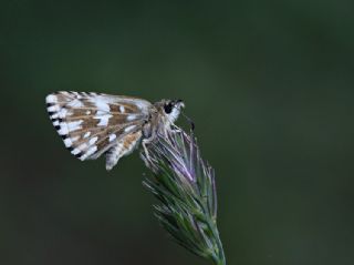 Ebegmeci Zpzp (Pyrgus malvae)