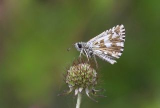 Ebegmeci Zpzp (Pyrgus malvae)