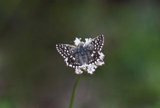 Ebegmeci Zpzp (Pyrgus malvae)