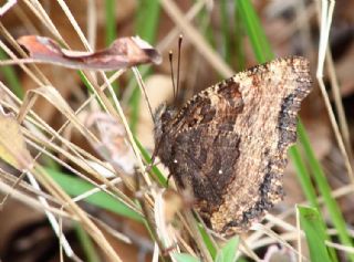 Karaaa Nimfalisi (Inachis polychloros)