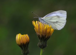 Yalanc Beyazmelek (Pieris pseudorapae)