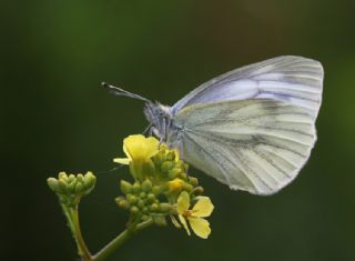 Yalanc Beyazmelek (Pieris pseudorapae)