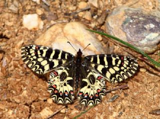 G�ney Fistosu&nbsp;(Zerynthia&nbsp;polyxena)