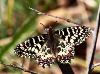 Gney Fistosu (Zerynthia polyxena)