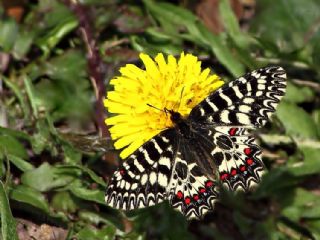 Gney Fistosu (Zerynthia polyxena)