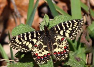 Gney Fistosu (Zerynthia polyxena)